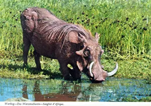 Watering Prints: Africa - Common Warthog at a waterhole