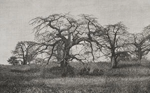 Morton Collection: Africa. The Congo. Baobabs at the end of the dry season