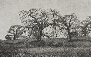 Leafless Prints: Africa. The Congo. Baobabs at the end of the dry season