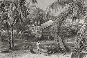Palms Collection: Africa. Congo. Courtyard of a factory in Banana