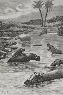 Breeding Collection: Africa. Congo. Fauna of the Congo river