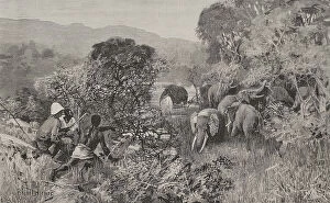 Colonists Collection: Africa. The Congo. Herd of elephants