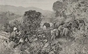 Africa. The Congo. Herd of elephants