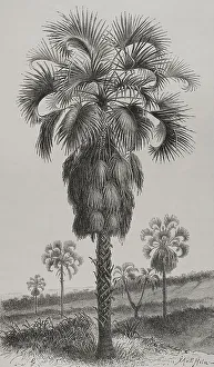 Regions Prints: Africa. The Congo. Palm (Hyphaene guineensis)