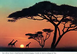Giraffe Prints: Africa - East African Sunset - Giraffes and Acacia Trees