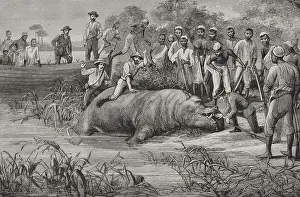 Hippo Prints: Africa. European exploration of the Congo?