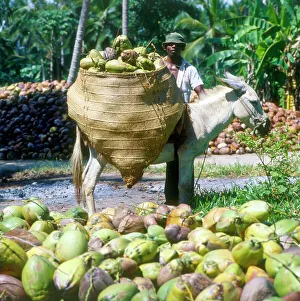 Mules Prints: Africa - Gathering Coconuts - Donkey Panniers