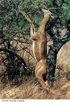 Hind Prints: Africa - Gerenuk