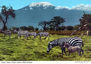 Snow Capped Prints: Africa - Grant's zebra