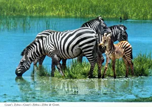 Snow Capped Prints: Africa - Grant's zebra