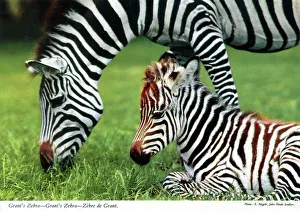 Equus Prints: Africa - Grant's zebra