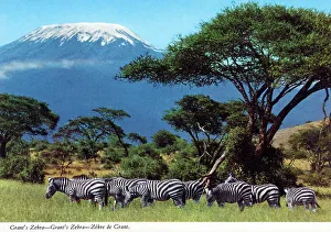 Snow Capped Prints: Africa - Grant's zebra - Mount Kilimanjaro, Tanzania