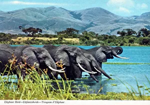 Watering Prints: Africa - Herd of African Elephants