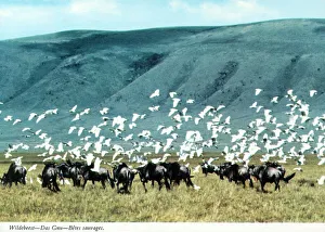 Egret Prints: Africa - Herd of Blue Wildebeest and flock of Cattle Egrets