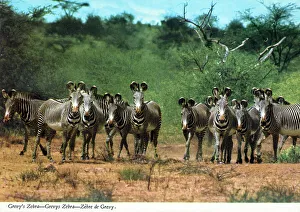 Ears Prints: Africa - Herd of Grevy's Zebra