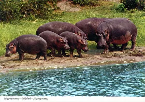 Hippo Prints: Africa - Hippopotamus group