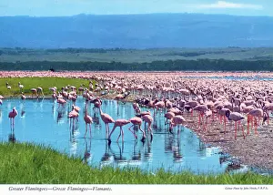 Africa - Huge flock (or flamboyance') of Greater Flamingos