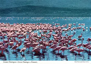 Roseus Prints: Africa - Huge flock (or flamboyance') of Greater Flamingos