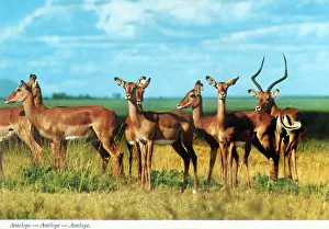 Antelopes Prints: Africa - Impala herd (Aepyceros melampus)