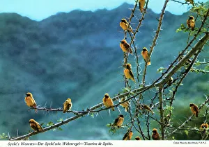 Weaver Prints: Africa - A large flock of Speke's Weavers