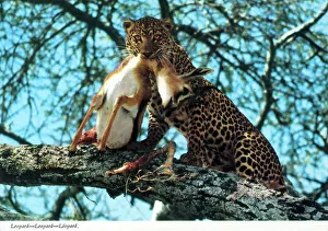 Carcass Prints: Africa - Leopard and captured antelope