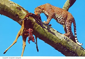 Carcass Prints: Africa - Leopard and prey