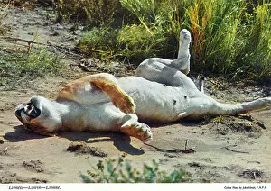 Lioness Prints: Africa - Lioness