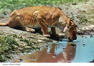 Lioness Prints: Africa - Lioness drinking at a waterhole