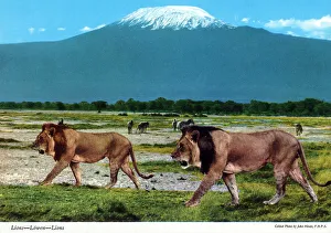 Mane Prints: Africa - Male African Lions