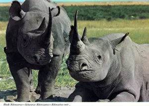 Rhinoceros Prints: Africa - A pair of Black Rhinoceros (Diceros bicornis)