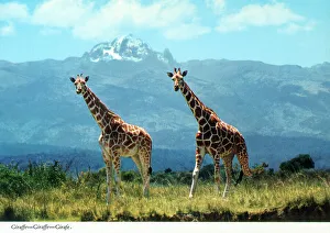 Giraffe Prints: Africa - A pair of Reticulated Giraffes