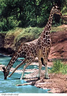 Watering Prints: Africa - A pair of Reticulated Giraffes drinking
