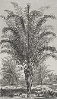 Images Dated 7th May 2021: Africa. Palm tree (Raphia vinifera)