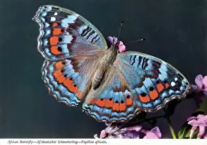 Nymphalidae Prints: Africa - Precis octavia, the gaudy commodore butterfly
