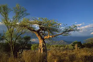 Scrub Prints: AFRICA - Tanzania, tree and scrub