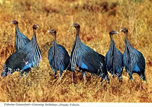 Guinea Prints: Africa - Vulturine Guinea Fowl
