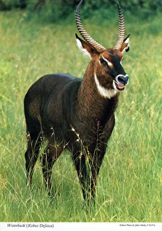 Africa - Waterbuck (Kobus ellipsiprymnus)