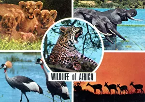 Cubs Prints: Africa - Wildlife of Africa