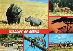 Cubs Prints: Africa - Wildlife of Africa
