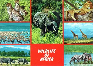 Giraffe Prints: Africa - Wildlife of Africa