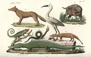 African animals including hippopotamus, chameleon
