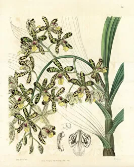 Africana Gallery: African ansellia or leopard orchid, Ansellia africana