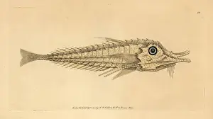 African armored searobin, Peristedion cataphractum