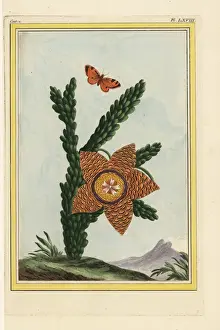Tant Prints: African asclepias, Stapelia gigantea?