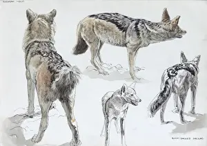 Backed Prints: African Black-backed Jackal