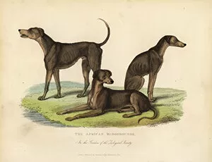 Breeding Collection: African Bloodhounds in the Gardens of the Zoological Society