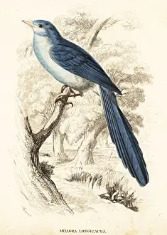 African blue-flycatcher, Elminia longicauda