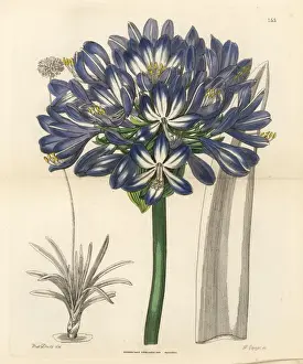 Maximus Prints: African blue lily, Agapanthus praecox subsp. orientalis