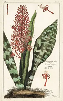 Images Dated 20th April 2020: African bowstring hemp, Sansevieria hyacinthoides