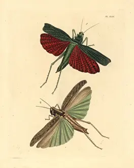 Locust Prints: African and brown-spotted locusts